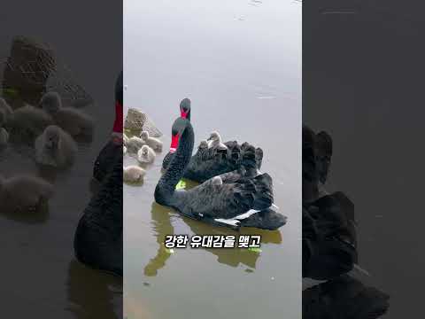 흑고니 부부의 비밀 thumbnail