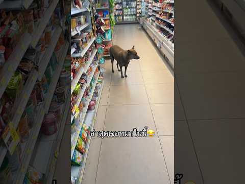 มาซื้ออะไรอ่ะ ? 😂#funny #enjoy thumbnail