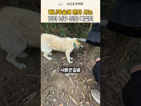 사람을 본 적이 없어서 덜덜 떠는 시골 노견 🥺 대나무숲 복실이.. #강아지 #반려견 #shorts #trending thumbnail