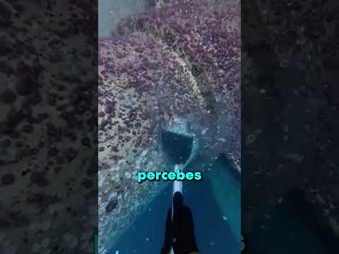 El enemigo de los barcos 🛳️👀 thumbnail