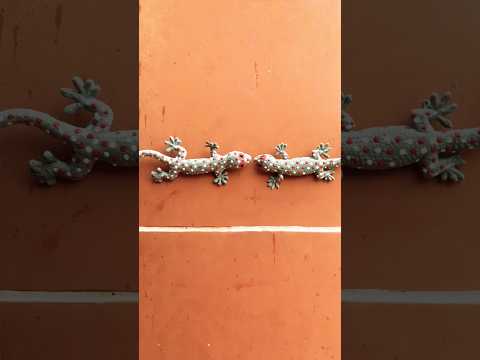 วิธีจับตุ๊กแก 2 ตัว!! ?? ใหญ่มากก  #funny #comedy #drama #humor #memes #youtube #shorts #minmayang thumbnail