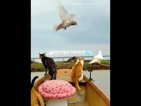 This man takes four cats and a pigeon out to the sea. 🛶🐱#usa #shorts thumbnail