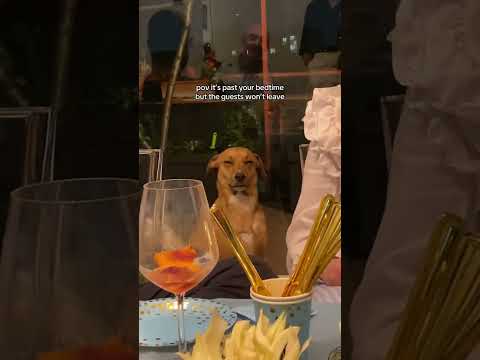 #dog #guests #leave #please thumbnail