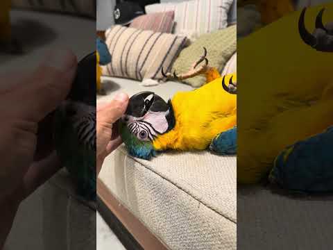 “Dorme Neném que a Cuca vem pegar, papai foi pra roça e mamãe foi trabalhar …” 🤣🤩 thumbnail