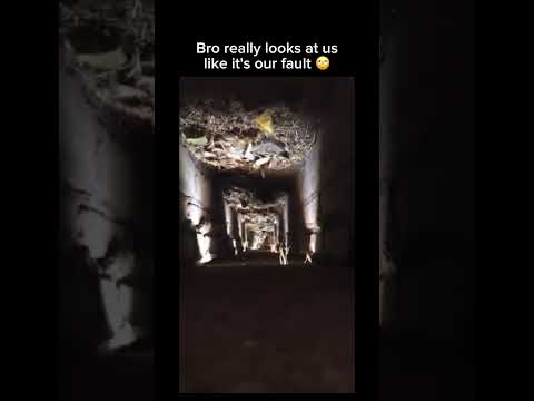 Bro found the backdoor to reality 💀 Subscribe for more! #shorts thumbnail