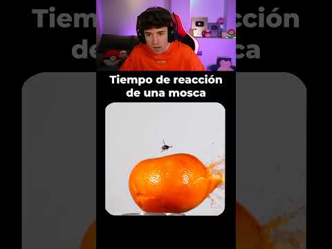 TIEMPO DE REACCION de UNA MOSCA 🤯 thumbnail