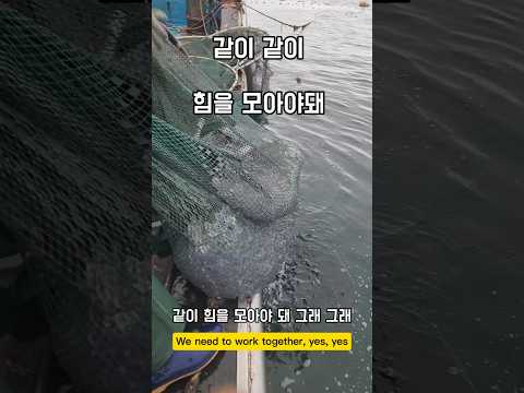 힘을 같이 모아야돼 언블리버블 #남해 #바다 #외국인 #농어 #경상도사투리 thumbnail