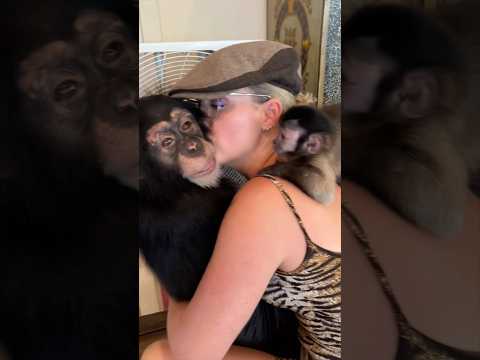#chimp #monkey #cute #funny #fun thumbnail