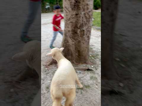 Yakin Keizo berani kasih makan hewan Alpaca⁉️ thumbnail