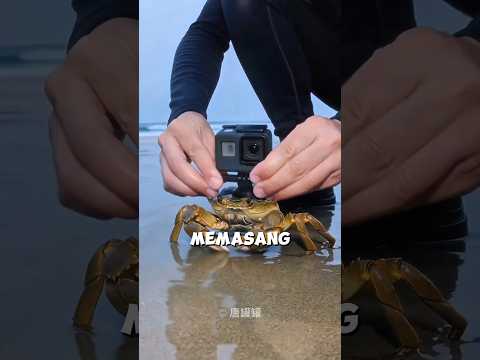 Pria Ini Memasang Kamera di Kepala Kepiting ? thumbnail