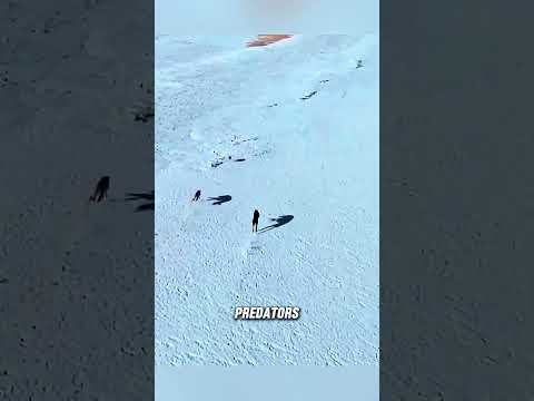 The hare escapes ?in spectacular fashion. #hare #huntingdog #animals #fyp #shorts thumbnail