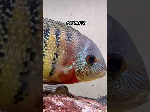 Have you ever seen an adult tiger severum cichlid? thumbnail