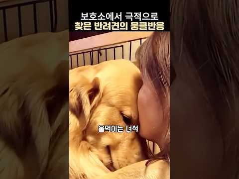 잃어버렸던 반려견을 다시만난후 뭉클반응#감동 동물 #리트리버 thumbnail