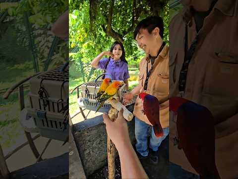 kan takut burungnya 😅😅😅😅 #trandingshorts thumbnail