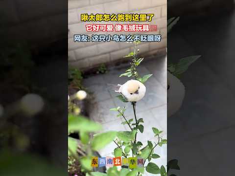 啾啾鸟好可爱，但是它怎么不眨眼呀！？ thumbnail