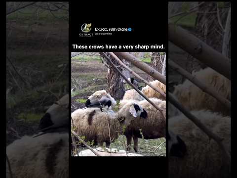 Smart Crows Outsmart Everyone ?? | Nature’s Hidden Geniuses! thumbnail