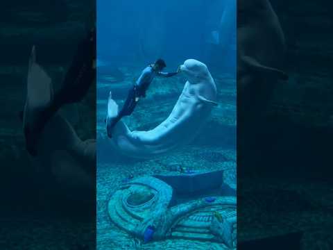 4 أسرار عن حوت البيلوجا هتخليك تعيد تفكيرك! 🐬☠️ thumbnail