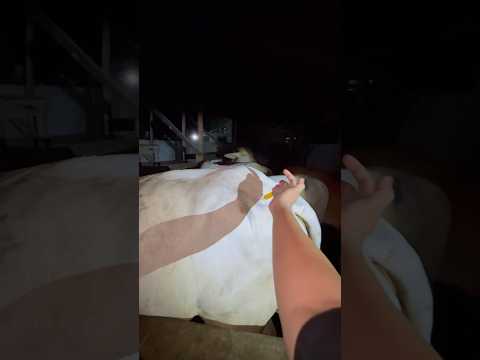 Injeksi multivitamin pada sapi dara  #cow #sapi #animals thumbnail