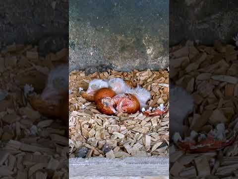 Kestrel chick emerges from its shell #shorts #birds #animals #wildlife #falcon #cuteanimals thumbnail