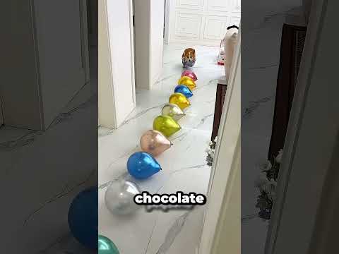 Mi Perro Explotó Todos Los Globos 😱 thumbnail