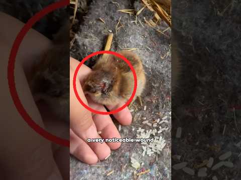 Chick Hated by Mom, Owner Becomes Mom! ?#animals #lovestory #shortfeed #rescue  #chick thumbnail