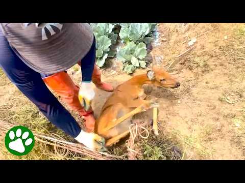 Terrified Deer gets Tangled in Net And Cries For Help 😢 thumbnail