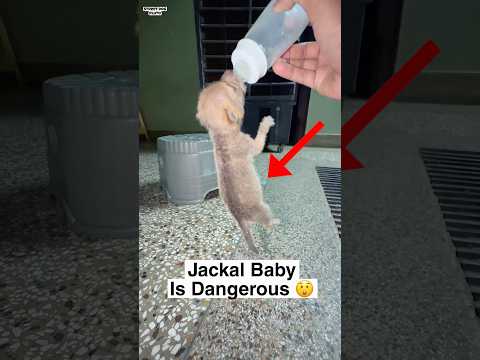 Danger Jackal Baby ? thumbnail