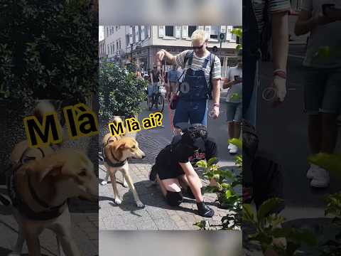 Cậu Vàng Gặp Phải Đồng Loại Fake ? #drama #khoảnhkhắc #haihuoc thumbnail