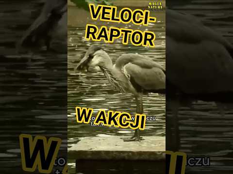 Czapla Poluje na Kaczki thumbnail
