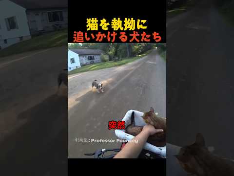 猫を執拗に追いかける犬たち thumbnail