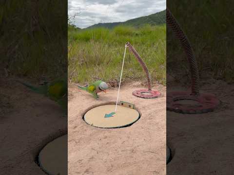 Beautiful Creativity Parrot Trap #shorts thumbnail