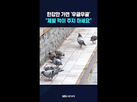 비둘기에게는 둘도 없는 핫플 '서울역·한강' #shorts thumbnail