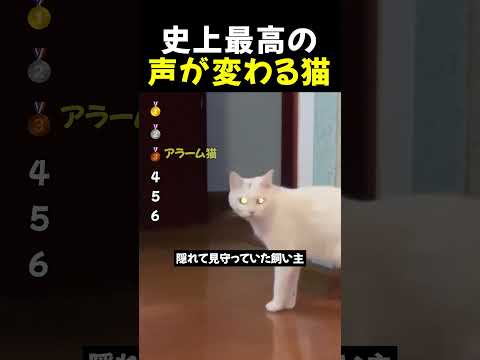 史上最高の声が変わる猫TOP6 thumbnail