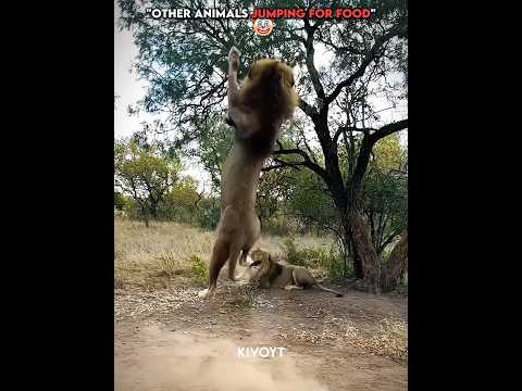 Other animals vs Caracal #edit #usa #lion #pet thumbnail