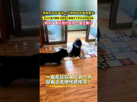 狗狗在玩玩具另一隻狗狗卻在跑來跑去，本以它是為鍛鍊，沒想到它竟是為了聲東擊西搶玩具，網友：看似很忙實則一直在算計！#shorts#萌宠 #有趣 thumbnail