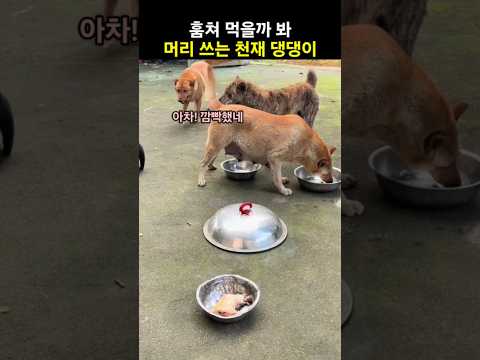 고기 훔쳐 먹을까 봐 머리 쓰는 천재 댕댕이 thumbnail