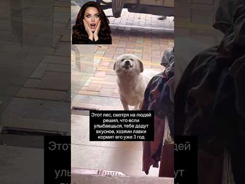 КАКОЙ ОН МИЛЫЙ?#dog #shorts #shortvideo #short #funny #viral #viralvideo #shortsvideo #doglife thumbnail