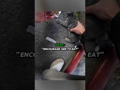 Biker Spends Last Money to Save Poor Kitten? thumbnail