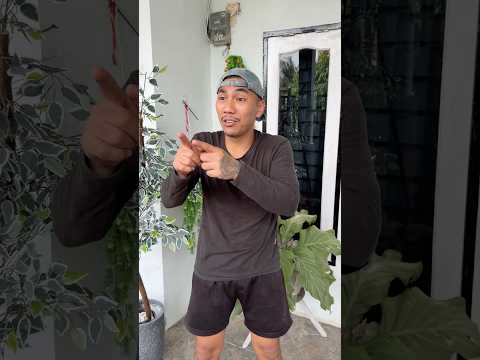 kucing joget sapi joget dan wibu joget thumbnail