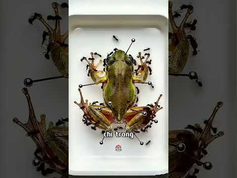 VÌ SAO BỘ XƯƠNG TRONG BẢO TÀNG LẠI SẠCH ĐẾN VẬY? 🧐 | Đế Chế Công Nghệ thumbnail