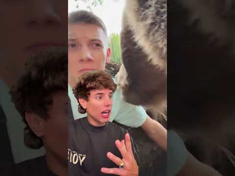 Un oso se metió en su cueva thumbnail