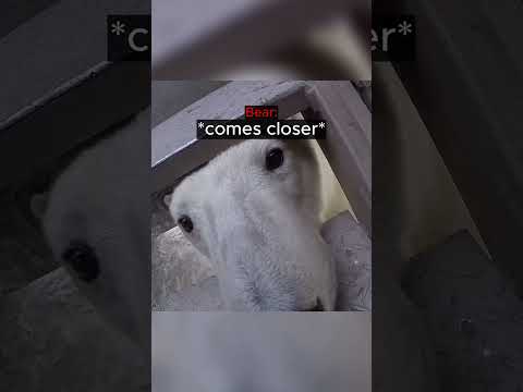 Polar Bear Comes Real Close... thumbnail