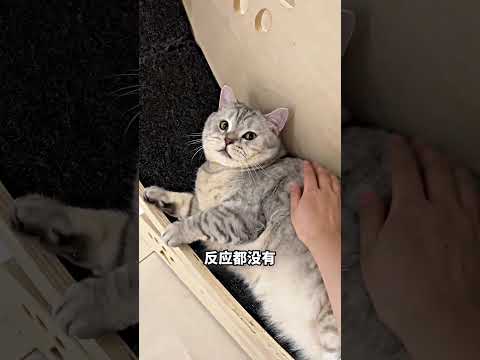跑步轮变猫床？小胖猫改游泳减肥? thumbnail