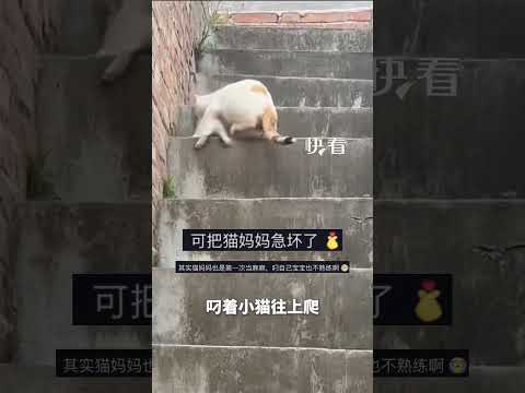 貓媽媽的“爬樓梯教學”：“不離開教不會你，離開又不放心你…” thumbnail