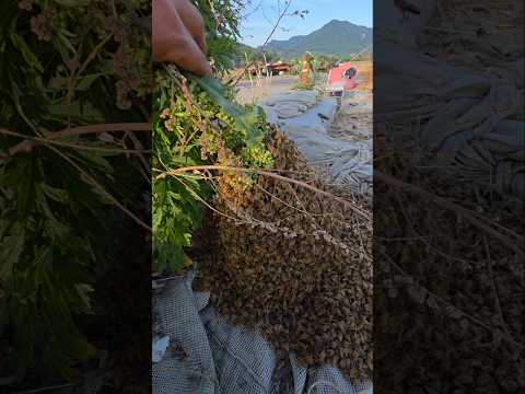 한입 하실랍니까? #남해 #꿀벌 #한입만 #자연의신비 #bee thumbnail