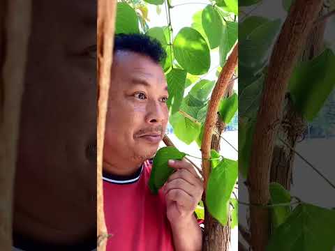 ผมชอบธรรมชาติ #funny #stitchtricks #funnyvideos #comedy #stitchboutique #fypシ #memes #diynstitch thumbnail