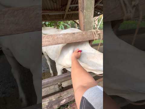 BOOSTER VITAMIN SAPI SUNGGUH LIAR thumbnail