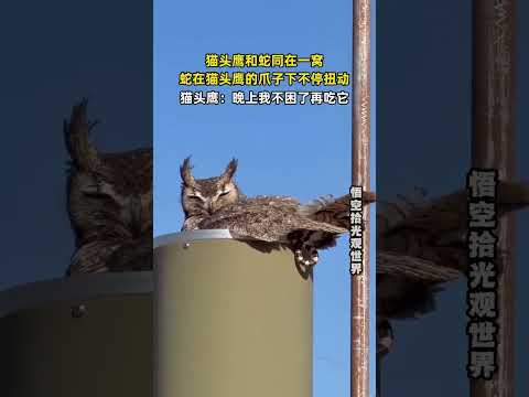 猫头鹰和蛇同在一窝，蛇在猫头鹰的爪子下不停扭动，猫头鹰：晚上我不困了再吃它。 #万万没想到 #动物的迷惑行为  #大熱門 thumbnail