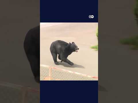 Bear attacks four people in Japan | DW News thumbnail