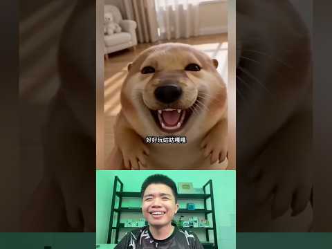What The Dog Doing P182: PiPi LaBu Chơi Trốn Tìm thumbnail